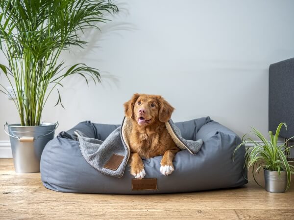 A happy, smiling dog looks up from his bed on the pet-friendly flooring.